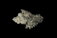 藏品(黑千手螺)的圖片